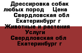 Дрессировка собак любых пород  › Цена ­ 500 - Свердловская обл., Екатеринбург г. Животные и растения » Услуги   . Свердловская обл.,Екатеринбург г.